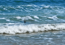 Were Sharks Just Sighted Off the Guardamar Coastline? Video Sparks Debate Among Fishermen A video filmed on the beach at Guardamar del Segura has caused a wave of debate online after what appeared to be “sharks” were spotted swimming just metres from the shore.
