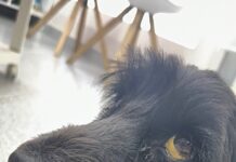 One tick took our beautiful Leo: A warning to dog lovers in Spain Dog owners are being urged to check their pets daily after a devastated family lost their beloved dog, Leo, to a fast-moving tick-borne illness.