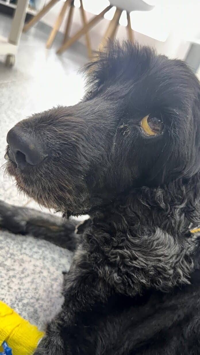 Dog owners are being urged to check their pets daily after a devastated family lost their beloved dog, Leo, to a fast-moving tick-borne illness.