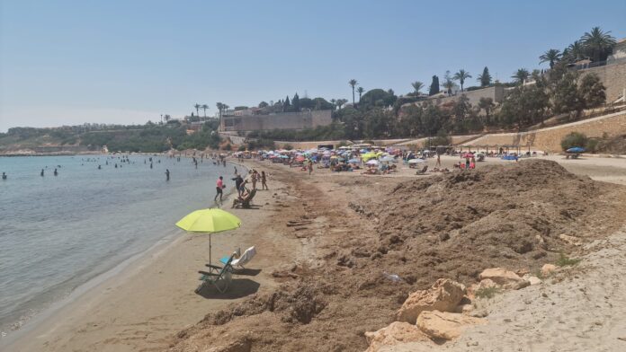 Orihuela Council appears to have bowed to mounting public pressure over the deteriorating condition of several Orihuela Costa beaches, launching an €80,520 tender for the collection, removal and transport of Posidonia oceanica remains to a treatment plant.