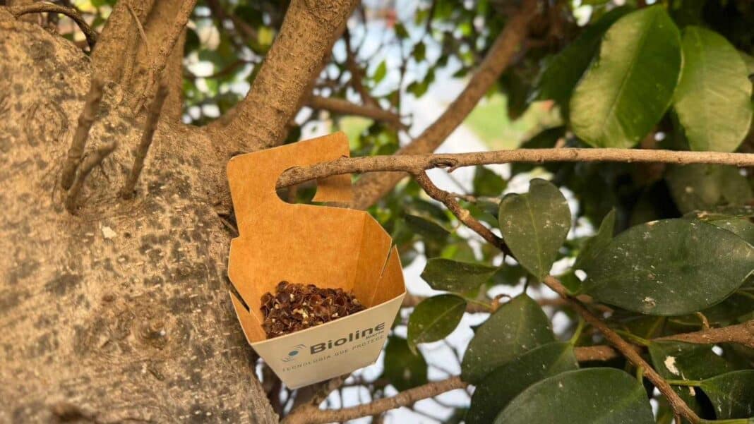 Torrevieja Town Hall has begun using biological pest-control treatments to protect trees in public spaces, as part of a more sustainable approach to the care of the municipality’s parks and gardens.
