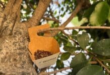Torrevieja Uses Natural Pest Control to Protect Urban Trees Torrevieja Town Hall has begun using biological pest-control treatments to protect trees in public spaces, as part of a more sustainable approach to the care of the municipality’s parks and gardens.
