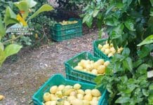 Lemon Raid leaves sour taste as two arrested following theft of 10 Tonnes of Fruit The Guardia Civil, working with Mula Local Police, launched Operation Vernacho after several agricultural holdings were targeted in a series of weekend raids. The stolen lemons, of the valuable verna variety, are estimated to be worth around €10,000.