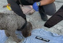 Guardia Civil Solves Homicide of Fortuna Resident The operation has led to the identification, location and arrest of the alleged perpetrator. The suspect’s partner has also been arrested for her alleged involvement in a previous robbery with violence and intimidation suffered by the victim at his home late last year.