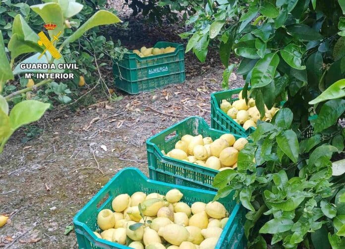 The Guardia Civil, working with Mula Local Police, launched Operation Vernacho after several agricultural holdings were targeted in a series of weekend raids. The stolen lemons, of the valuable verna variety, are estimated to be worth around €10,000.