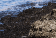 Posidonia Mountains Spark Growing Anger on Orihuela Costa Beaches Residents and holidaymakers are increasingly frustrated by large accumulations of Posidonia seagrass debris on beaches across Orihuela Costa at the height of the summer season.