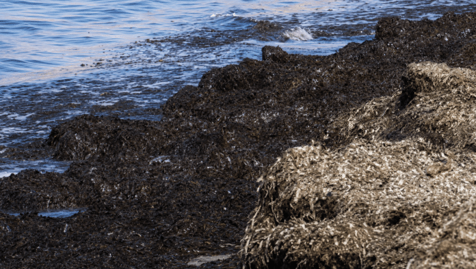 Residents and holidaymakers are increasingly frustrated by large accumulations of Posidonia seagrass debris on beaches across Orihuela Costa at the height of the summer season.