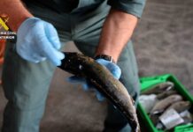Two Arrested After Stolen Fish sold with Medicine Residues The fish, mainly sea bass and amberjack, had reportedly been stolen from fish-farm cages and sold as wild-caught fish.