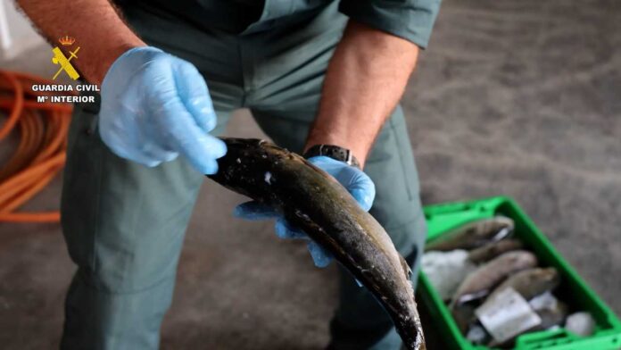 The fish, mainly sea bass and amberjack, had reportedly been stolen from fish-farm cages and sold as wild-caught fish.
