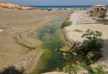 Sewage Spill Returns to Cala La Mosca as Council Refuses to Close Beach Water could be seen travelling approximately 70 metres along the final section of the normally dry ravine before reaching the Mediterranean. The flow had created a large green pool beside the promenade and continued across the sand into the sea.
