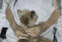 Final Farewell: ICU Patient Reunited with Beloved Yorkshire Terrier in His Last Hours “He was fully conscious and told us that he wanted to die with his dog,” explained Gloria Pérez, head of the hospital’s Intensive Care Unit. “As it was not possible to transfer him home because of his condition, we looked for a way to fulfil that wish within the hospital.”