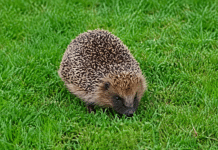 The histrionics of hotshot Harry … Long may Harry and his hedgehog collaborators continue to visit lawns and gardens; reminding us that smallness holds courage and wonder and that each living creature has its place on our planet.