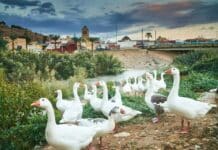 Orihuela secures €3.3 million for River Segura restoration project The scheme restored areas along the River Segura, including Las Norias, Molino de la Ciudad, La Campaneta and Soto del Reguerón in Molins. Work was also carried out upstream and downstream from Orihuela city.
