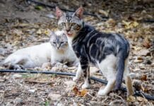 Animal Welfare Groups Call for Action Over Community Cat Management in Orihuela Three animal welfare organisations working with community cat colonies in Orihuela have formally called on Orihuela Town Council to review and improve the municipality's community cat management programme.