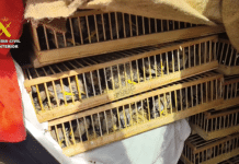 Guardia Civil Intercepts 1,500 Goldfinches Hidden in Car at Alicante Port The Guardia Civil has prevented 1,500 European goldfinches from being illegally trans-ported from Spain to Algeria after officers discovered the birds concealed inside a vehi-cle at Alicante port.