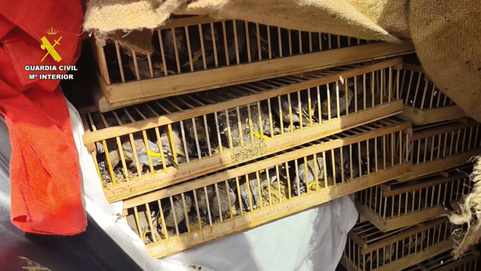 The Guardia Civil has prevented 1,500 European goldfinches from being illegally trans-ported from Spain to Algeria after officers discovered the birds concealed inside a vehi-cle at Alicante port.