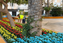 Torrevieja Square Blooms in Colours of Spanish and Valencian Flags Torrevieja’s Plaza de la Constitución has been transformed with colourful floral displays to mark Valencian Community Day on 9 October and Spain’s National Day on 12 October.