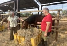 Rescued Horses to Help Disabled Children in Groundbreaking Orihuela Therapy Programme Children with disabilities in Orihuela are being offered a unique opportunity to benefit from horse-assisted therapy through a new initiative involving rescued horses.